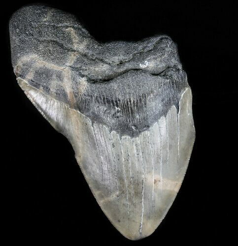Partial, Megalodon Tooth - Georgia #56695